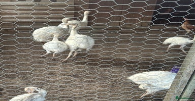 Emus poultry - Advert 7