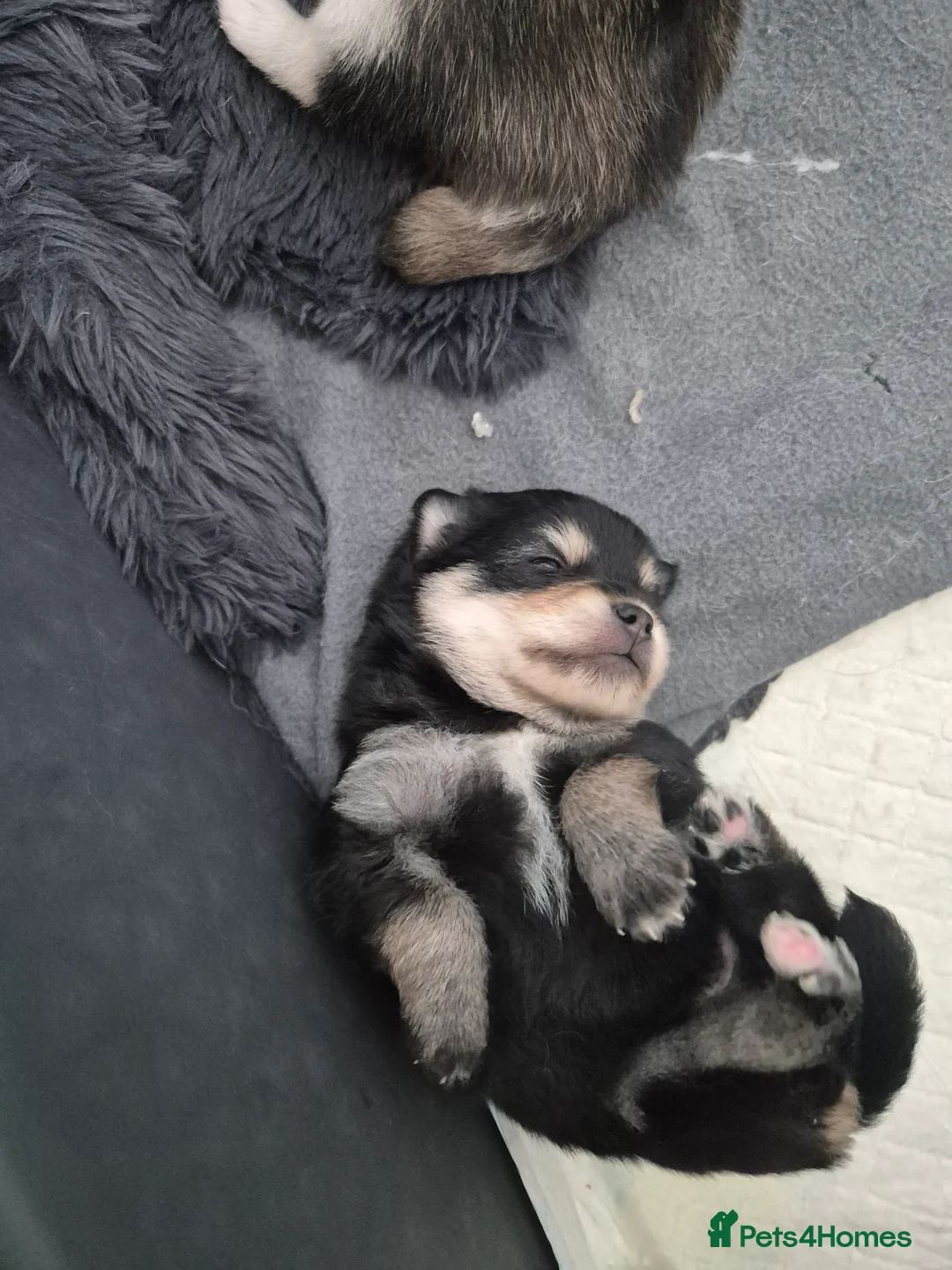 Pomsky dogs for sale: Toy size pomskies  in Sheffield - Advert 4