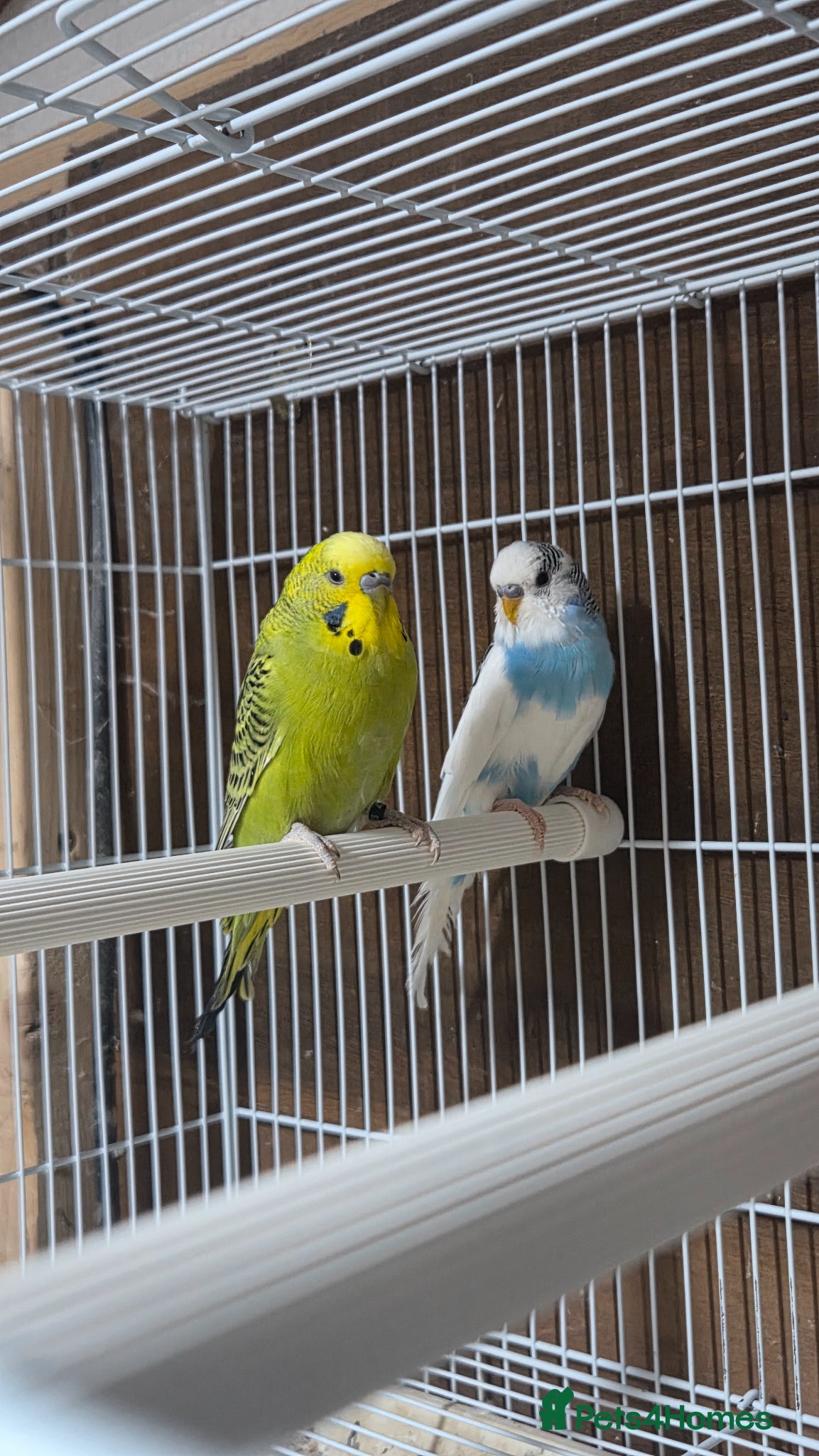 Budgerigars birds 2x Male budgies, Cage + starter pack available  - Advert 3