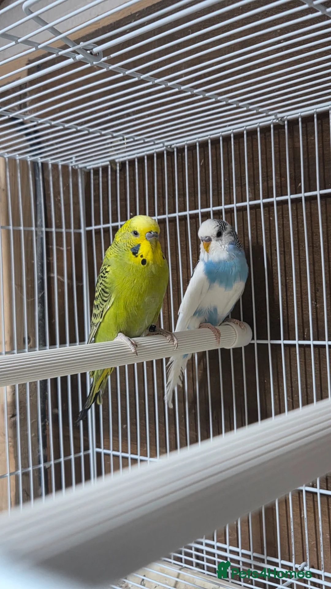 Budgerigars birds for sale: 2x Male budgies, Cage + starter pack available  - Advert 1