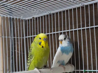 Budgerigars birds 2x Male budgies, Cage + starter pack available - Advert 3