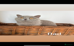 British Shorthair cats for sale: **REDUCED!!** PURE BREED BRITISH SHORTHAIR KITTENS - Image 13