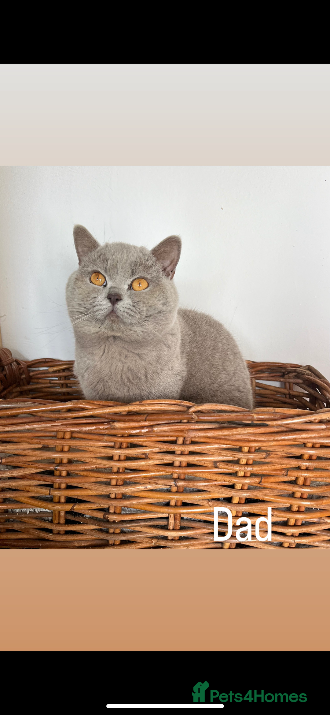 British Shorthair cats for sale: **REDUCED!!** PURE BREED BRITISH SHORTHAIR KITTENS - Image 13