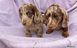 Miniature Dachshund dogs for sale: 1 BOY LEFT LONG HAIRED MINIATURE DASCHUND  - Image 5