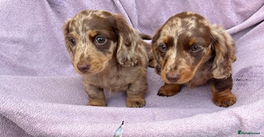 Miniature Dachshund dogs - Advert 4