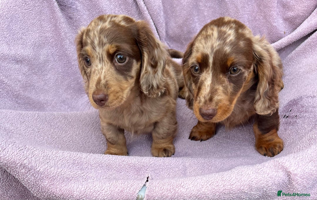 Miniature Dachshund dogs for sale: 1 BOY LEFT LONG HAIRED MINIATURE DASCHUND  - Image 5