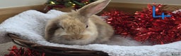 Mini Lop rabbits for sale: Beautiful Baby Purebred Mini Lops - Ready 15th Dec - Advert 8