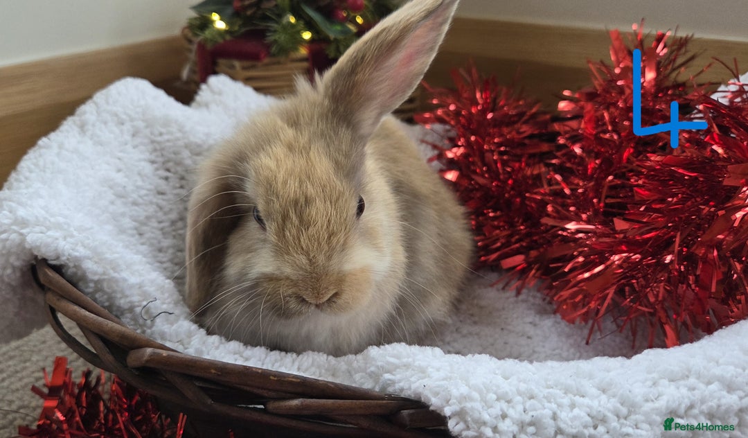 Mini Lop rabbits for sale: Beautiful Baby Purebred Mini Lops - Ready 15th Dec - Advert 8
