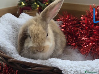 Mini Lop rabbits Beautiful Baby Purebred Mini Lops - Ready 15th Dec - Advert 6