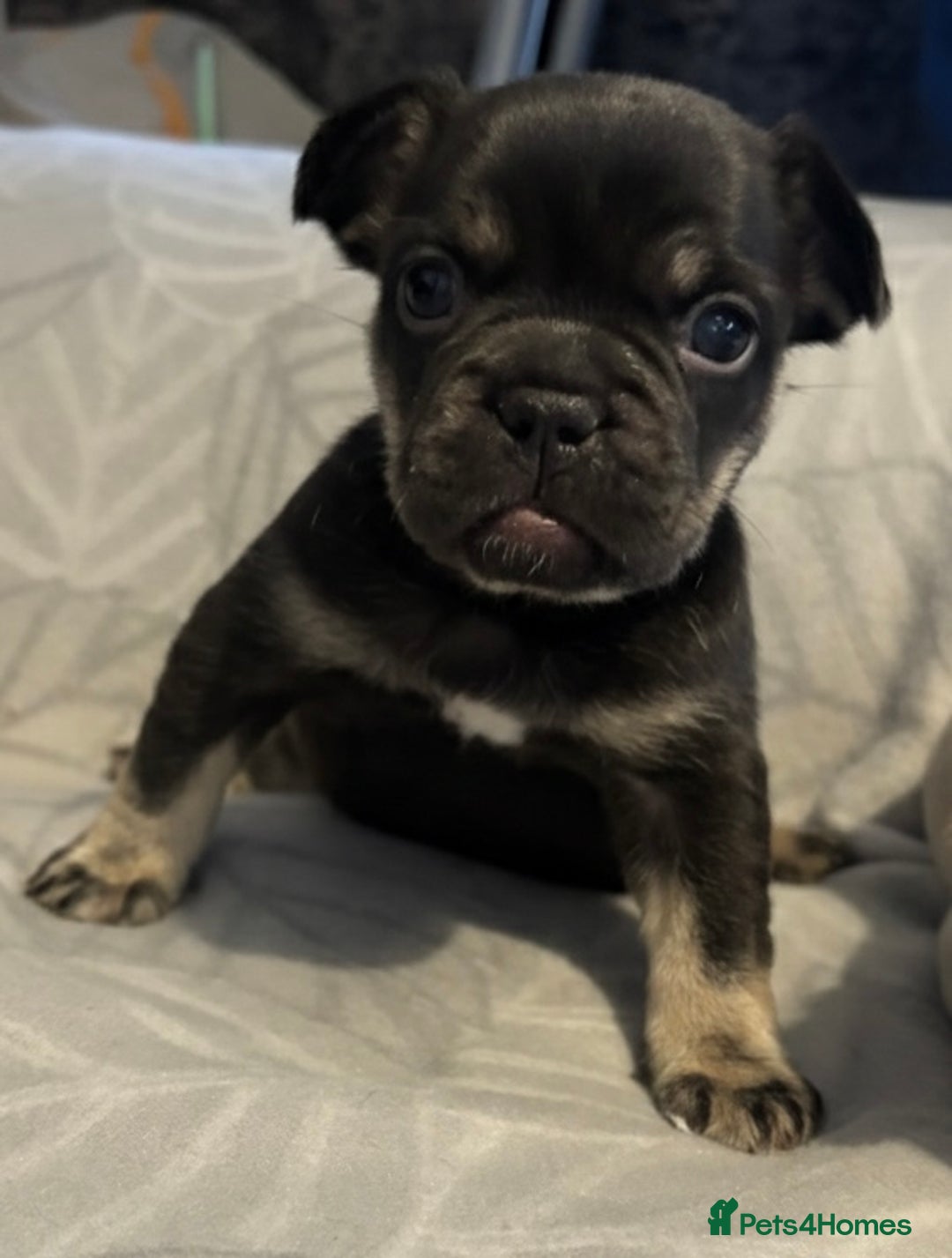 French Bulldog dogs for sale: 3 Beautiful French Bulldog Puppies  - Advert 2