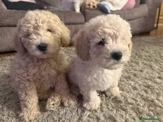 Maltipoo dogs 2 boys left 🐶 - Advert 3