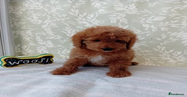 Cavapoo dogs - Advert 2