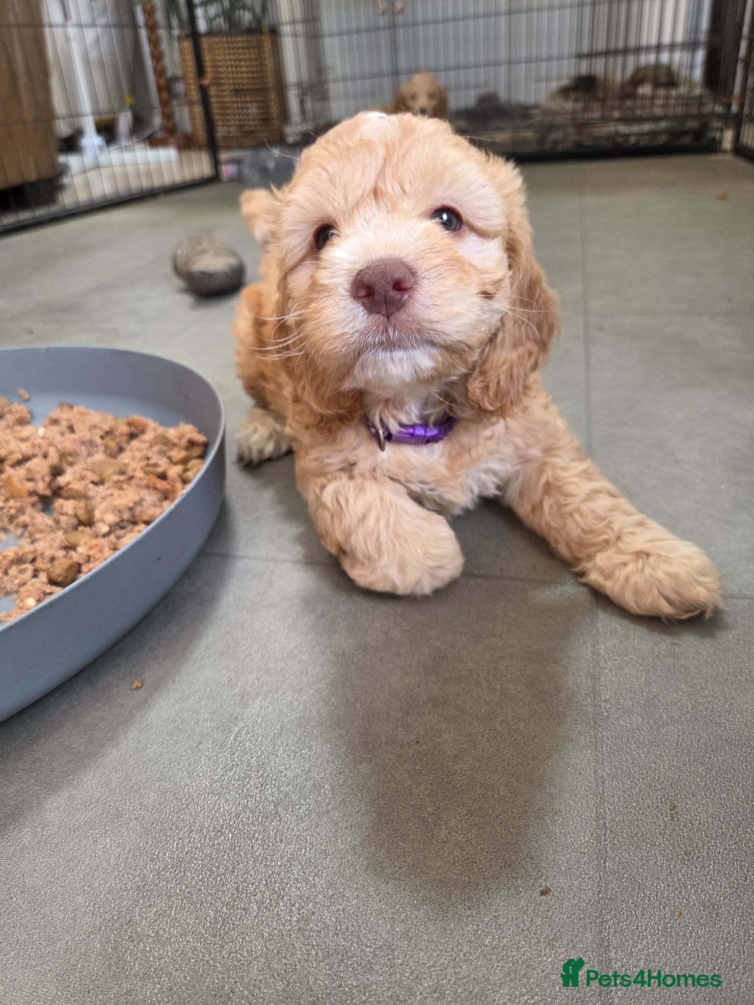 Cockapoo dogs Our Beautiful litter of F1 Cockapoo puppies  - Advert 2