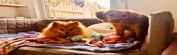 Mixed Breed dogs for sale: Crossbreed Pomeranian and cocker spaniel  - Advert 10