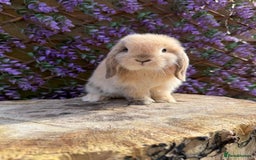 Mini Lop rabbits for sale: Harlequin Mini Lop Buck - Image 6