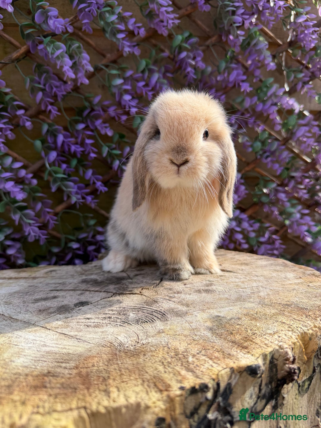 Mini Lop rabbits for sale: Harlequin Mini Lop Buck - Image 6