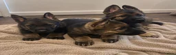 German Shepherd dogs for sale: German Shepherd Pups 🐶 in Birmingham - Advert 2