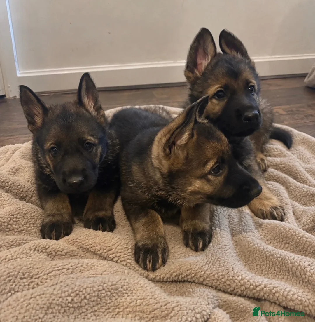German Shepherd dogs for sale: German Shepherd Pups 🐶 in Birmingham - Advert 2