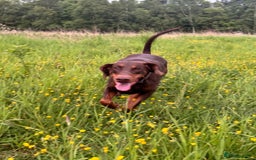 Dobermann dogs for sale: Dobermann female 5 years old READ DESCRIPTION - Image 4