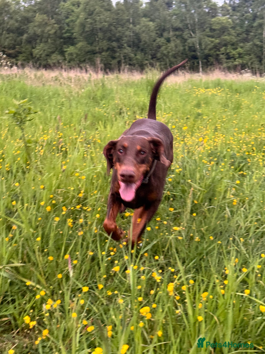 Dobermann dogs for sale: Dobermann female 5 years old READ DESCRIPTION - Image 4