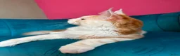 Maine Coon cats for sale: TICA Registered Red Shaded Maine Coon kitten - Advert 13