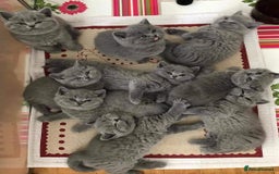 British Shorthair cats for stud: British for stud in Hinckley - Image 15