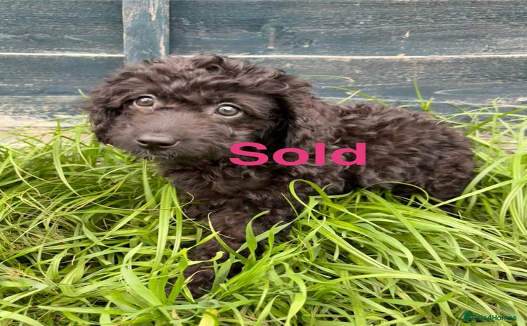 Cavapoo dogs - Advert 4