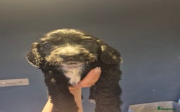 Cocker Spaniel dogs for sale: 2 male cocker spaniel  - Image 3