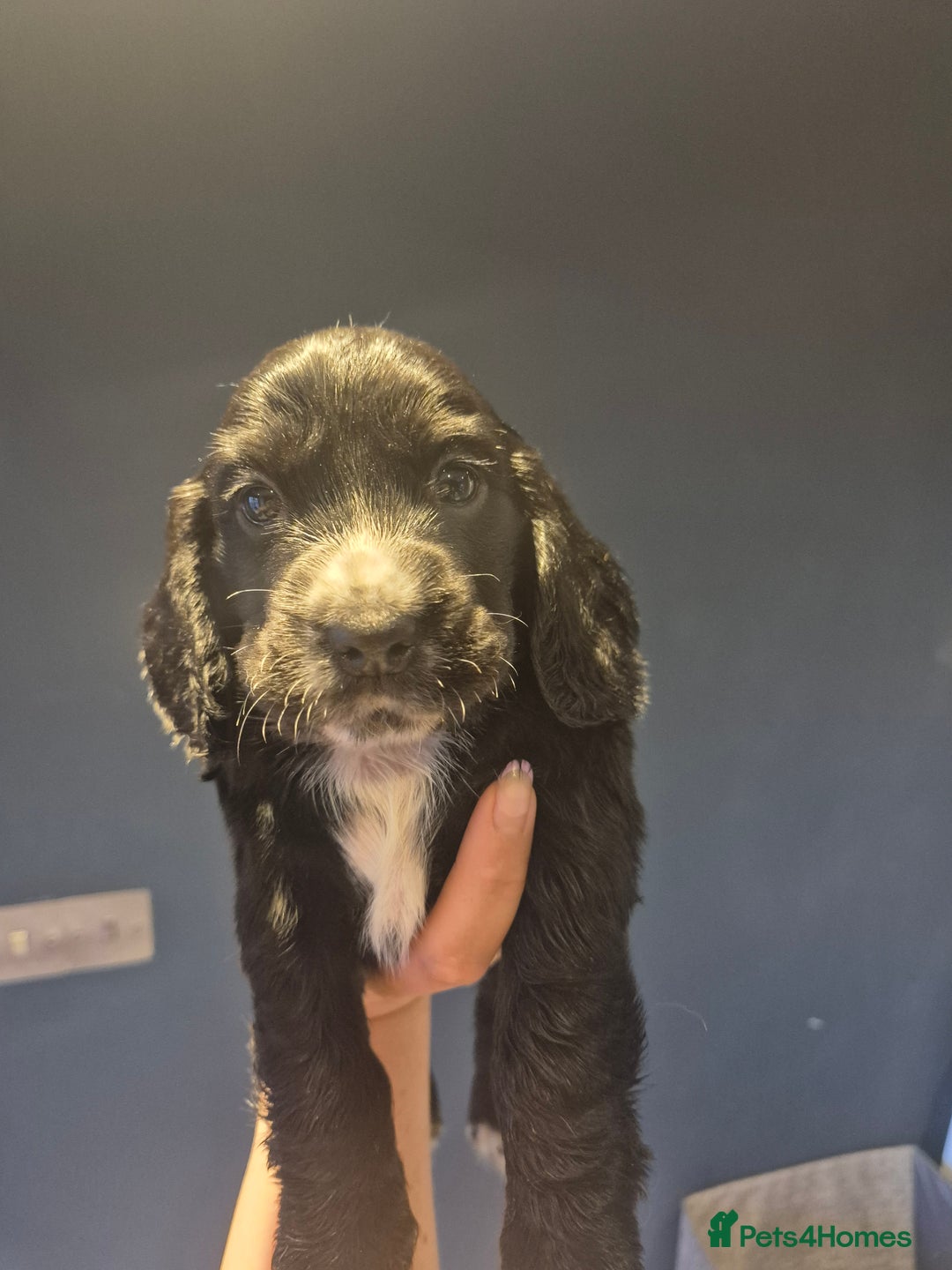 Cocker Spaniel dogs for sale: 2 male cocker spaniel  - Image 3