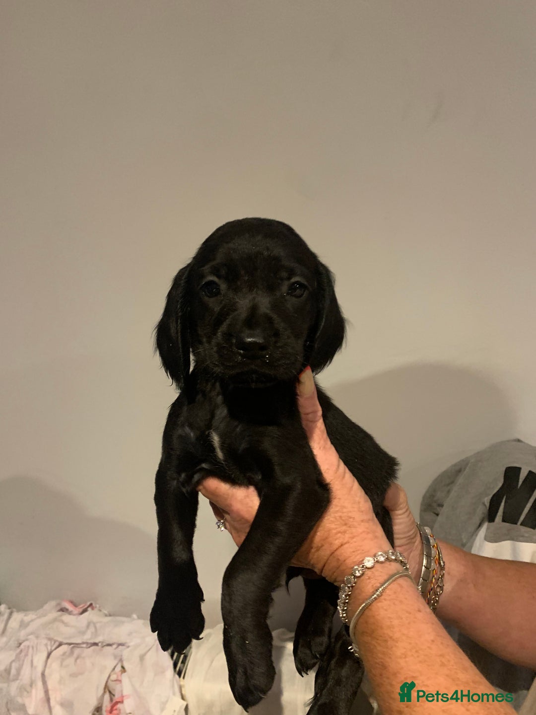 Cocker Spaniel dogs for sale: Cocker spaniel puppys - Image 2