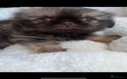 Shih Tzu dogs for sale: 1 beautiful little boy  - Image 4