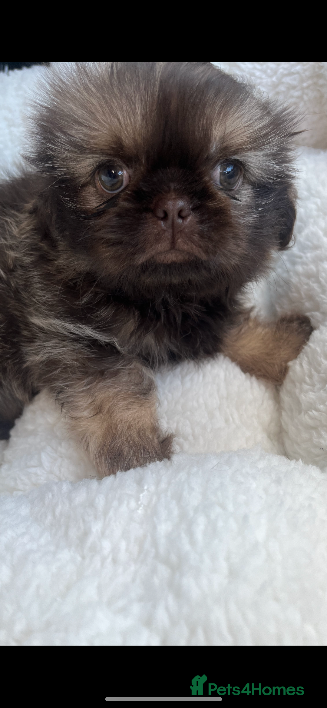 Shih Tzu dogs for sale: 1 beautiful little boy  - Image 4