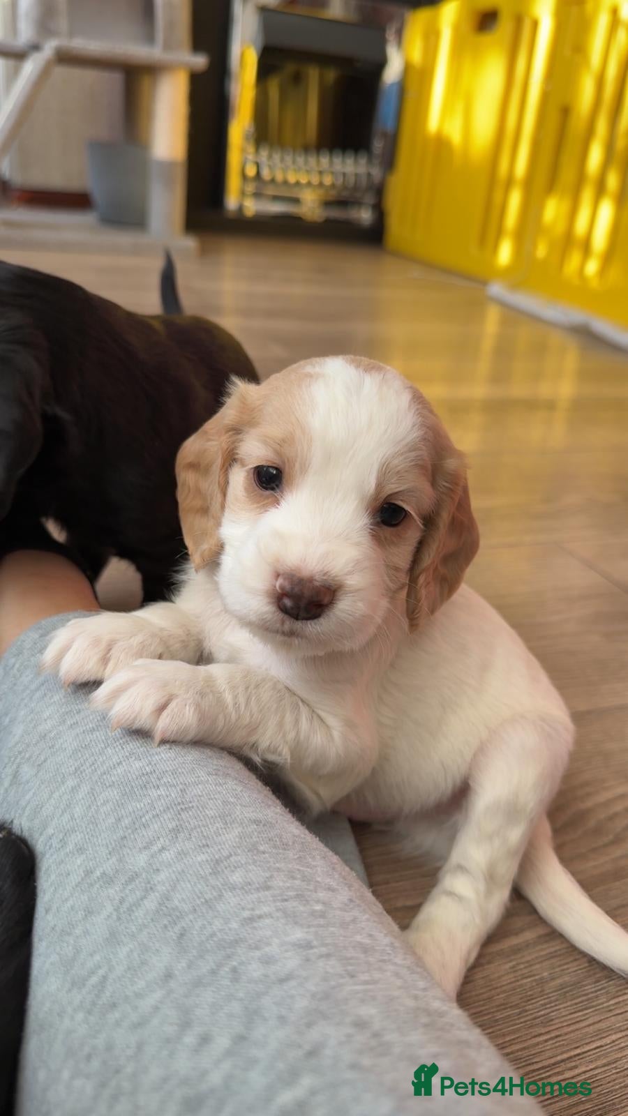 Cocker Spaniel dogs Adorable Cocker Spaniel Puppies for Sale 🐾 - Advert 2