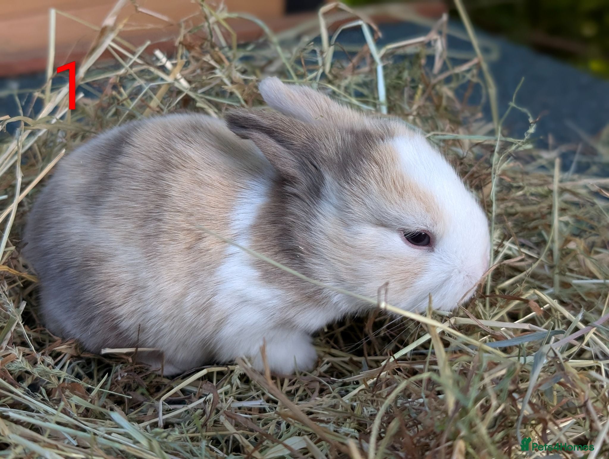 Mixed Breed rabbits Gorgeous baby lop bunnies for sale! 😍 - Advert 20