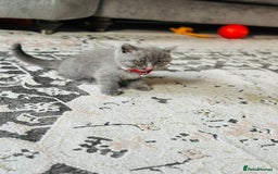 British Shorthair cats for sale: Male kitten 9 weeks - Image 1