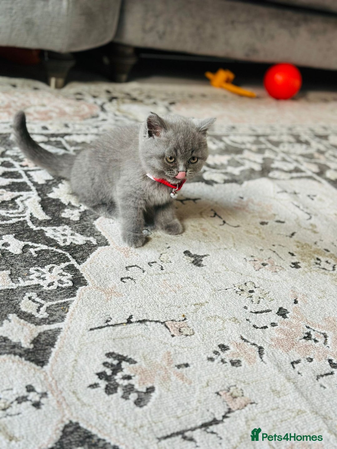 British Shorthair cats for sale: Male kitten 9 weeks - Image 1