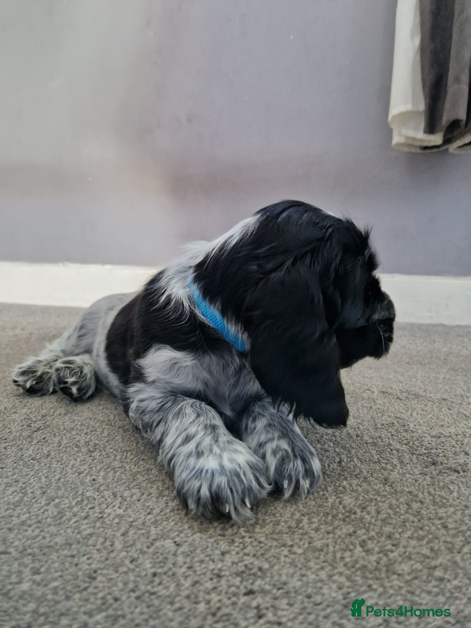 Cocker Spaniel dogs Cocker Spaniels - Show type. Blue roan in colour. - Advert 2