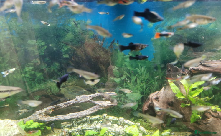 Mollies fish - Advert 1