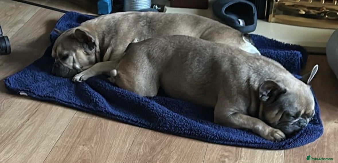 French Bulldog dogs Rehome mother and daughter frenchie  - Advert 4