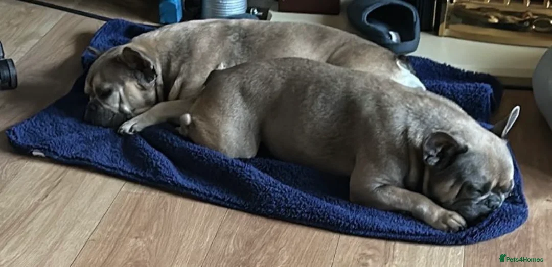 French Bulldog dogs for sale: Rehome mother and daughter frenchie  in Leicester - Advert 1