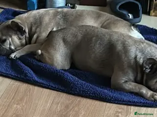 French Bulldog dogs Rehome mother and daughter frenchie - Advert 4