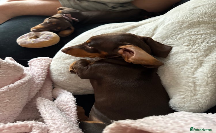 Miniature Dachshund dogs - Advert 6