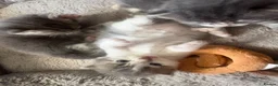 Mixed Breed cats for sale: Gorgeous grey and white fluffy kittens ready now  - Advert 31
