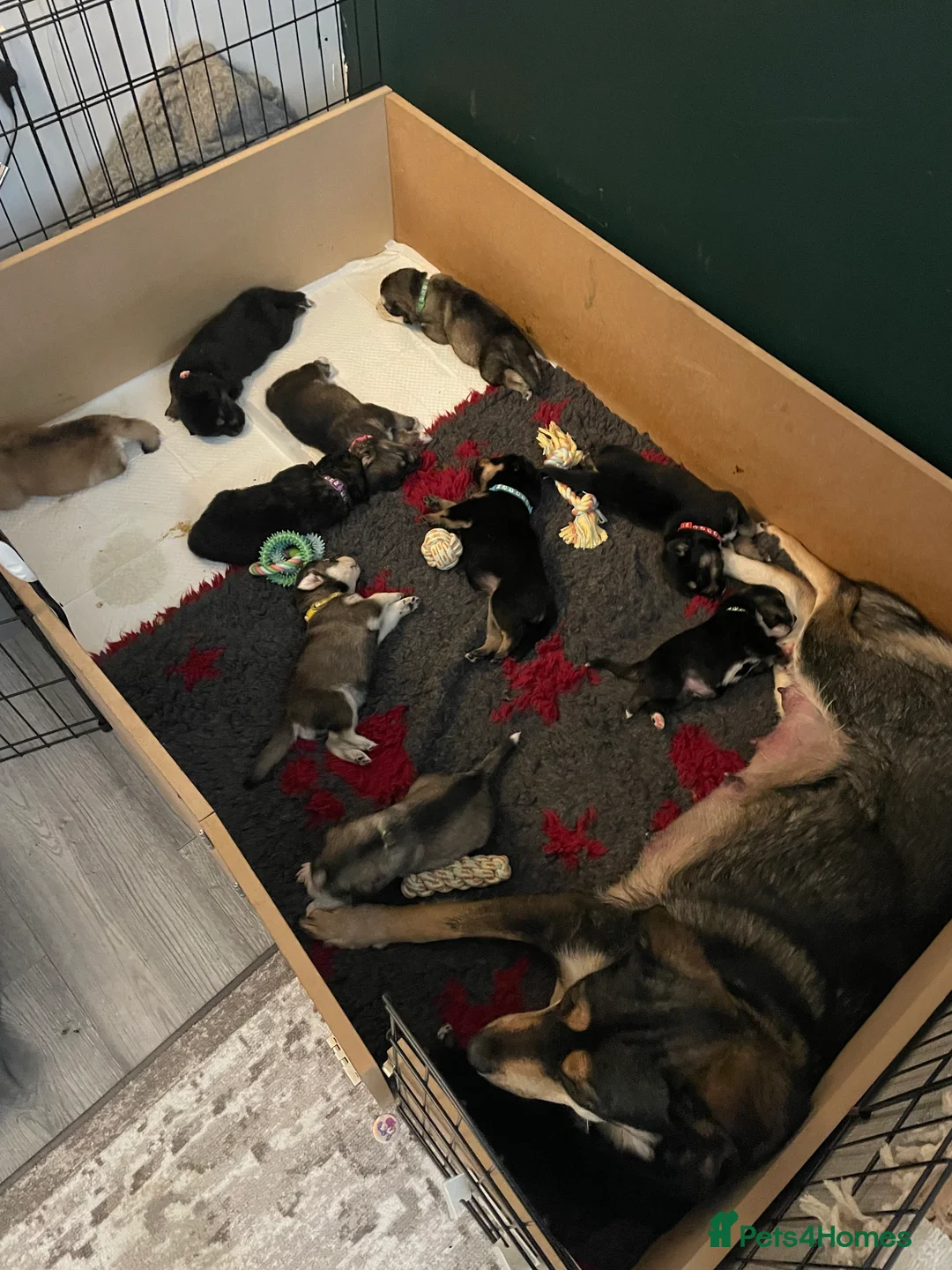 Mixed Breed dogs for sale: Remaining Male Puppy needs rehoming!  - Advert 2