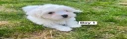 Maltese dogs for sale: Gorgeous Maltese puppies  - Advert 2