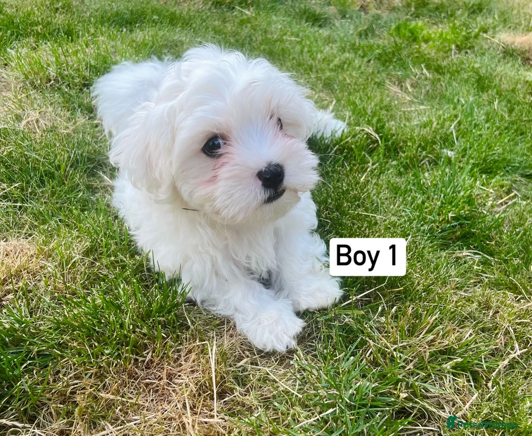 Maltese dogs for sale: Gorgeous Maltese puppies  - Advert 2