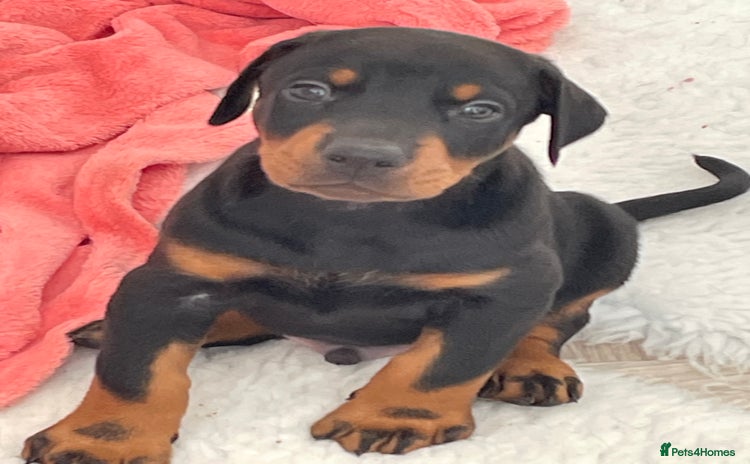 Dobermann dogs - Advert 2