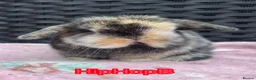 Mini Lop rabbits for sale: Pure bred baby pedigreed mini lops  - Advert 1
