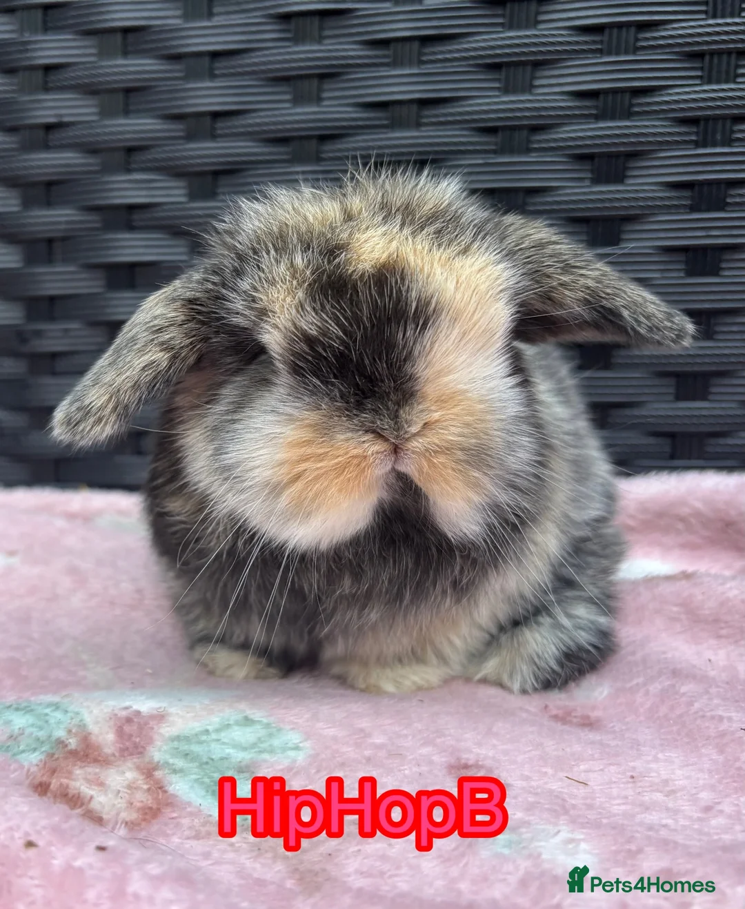 Mini Lop rabbits for sale: Pure bred baby pedigreed mini lops  - Advert 1