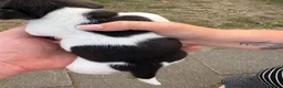 Jack Russell dogs for sale: Stunning Jack Russell puppies for sale  in Sevenoaks - Advert 6